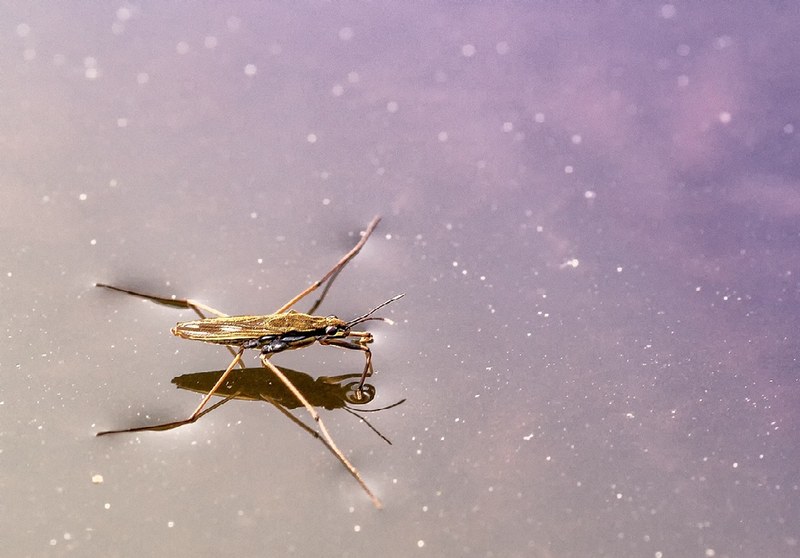 Water Strider