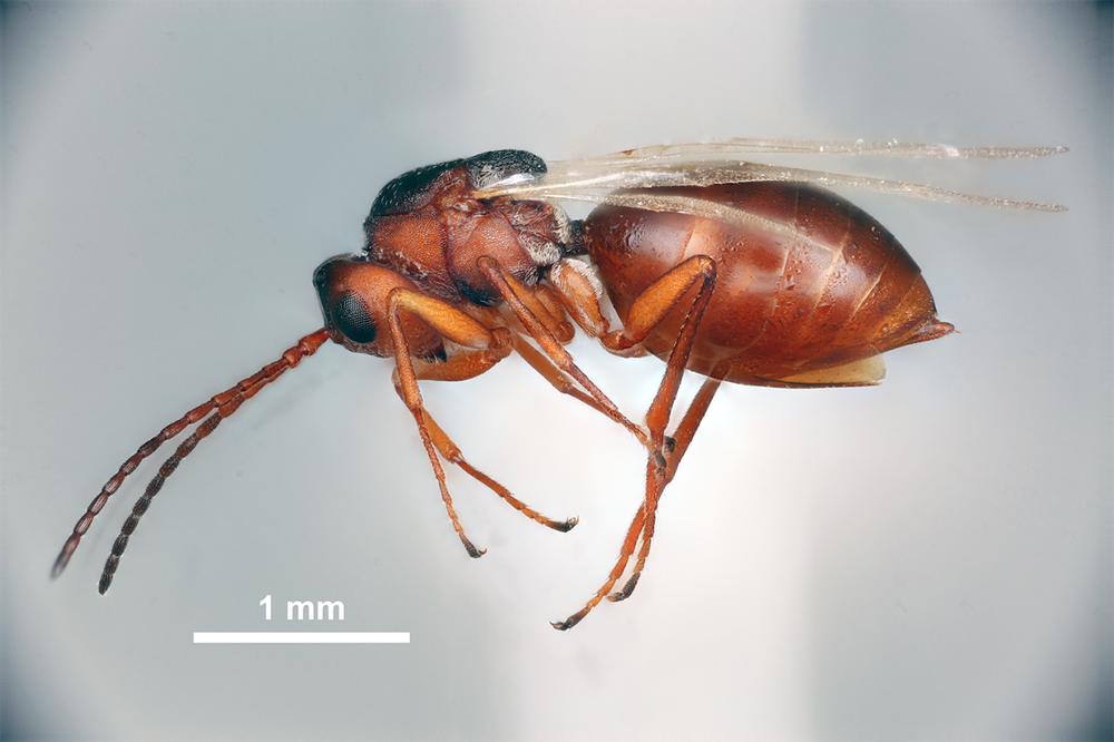 New gall wasp funding!