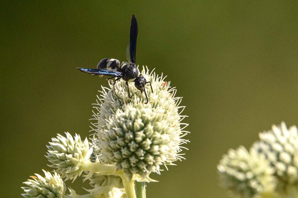 Photo Credit: Heather Frantz/The Center for Pollinator Research