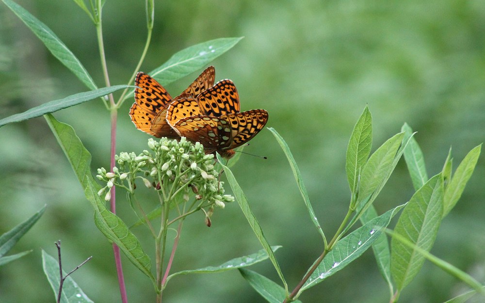 May 2025 Entomology Newsletter Great Spangled Fritillary on Frostweed / Photo Credit: Tasha Ferris