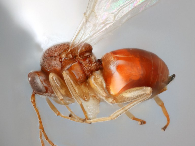 Photo Credit: Louis Nastasi/The Frost Entomological Museum/Penn State