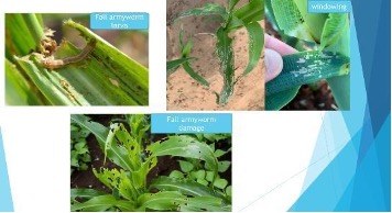 Fall Armyworm damage