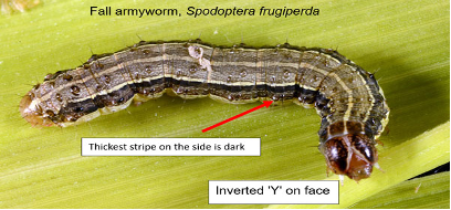Fall Armyworm