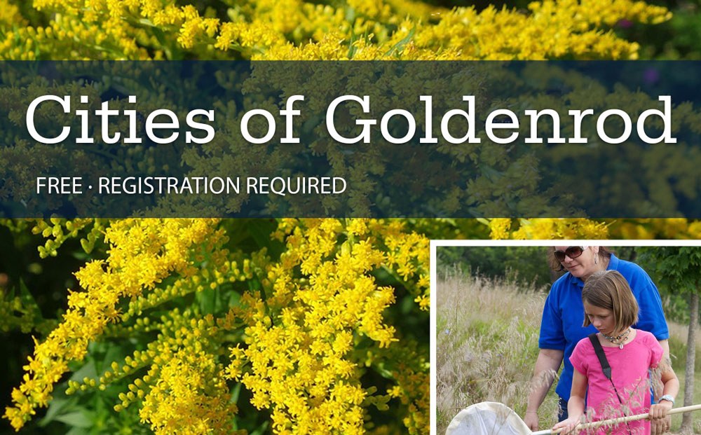 Cities of Goldenrod 2023