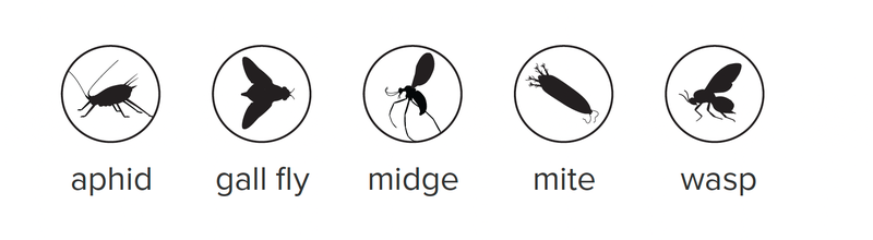 wasp-galls-insect-key.png