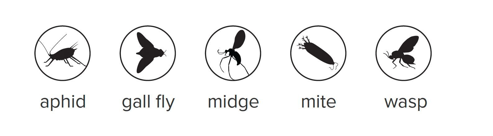 wasp-galls-insect-key.png
