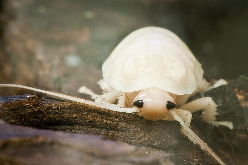 Cockroach 2