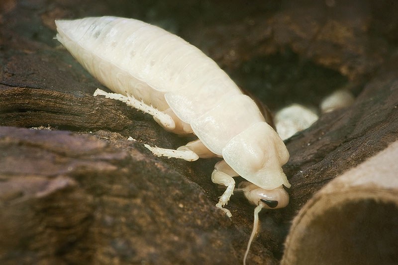 Cockroach 1