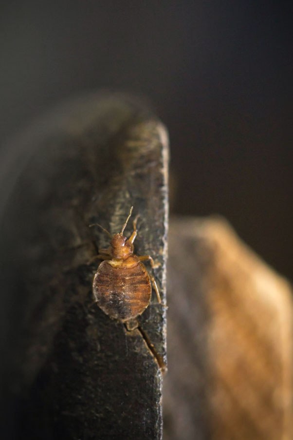 The War on (Bed) Bugs Adult bedbug