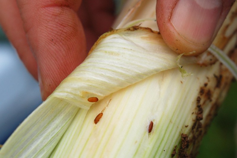 Allium Leafminer Damage 1