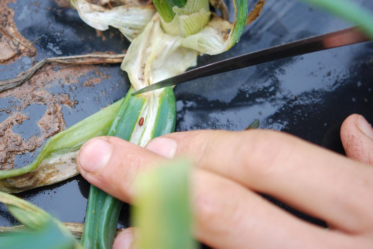 Allium Leafminer Damage 3