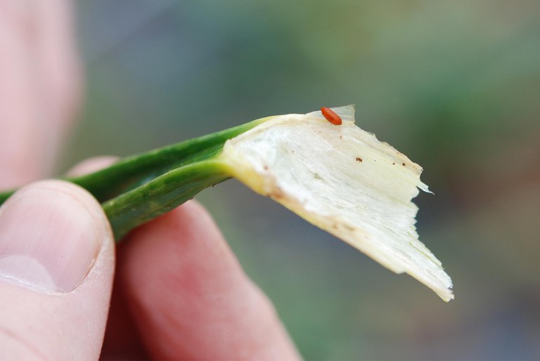 Allium Leafminer Damage 5