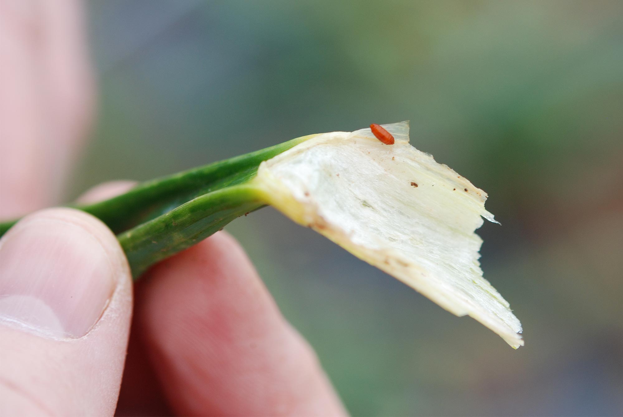 Allium Leafminer Damage 5