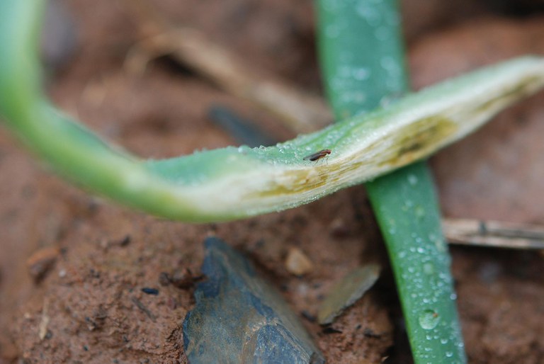 Allium Leafminer Damage 6