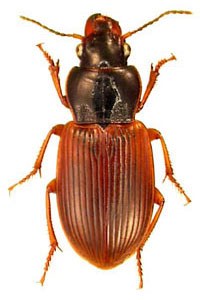 Anisodactylus sanctaecrucis.jpg