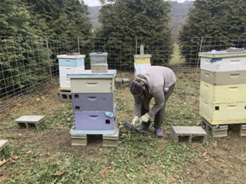 Kate Anton, Penn State Univ., administering OAV to colonies in one of our Nittany Valley apiaries