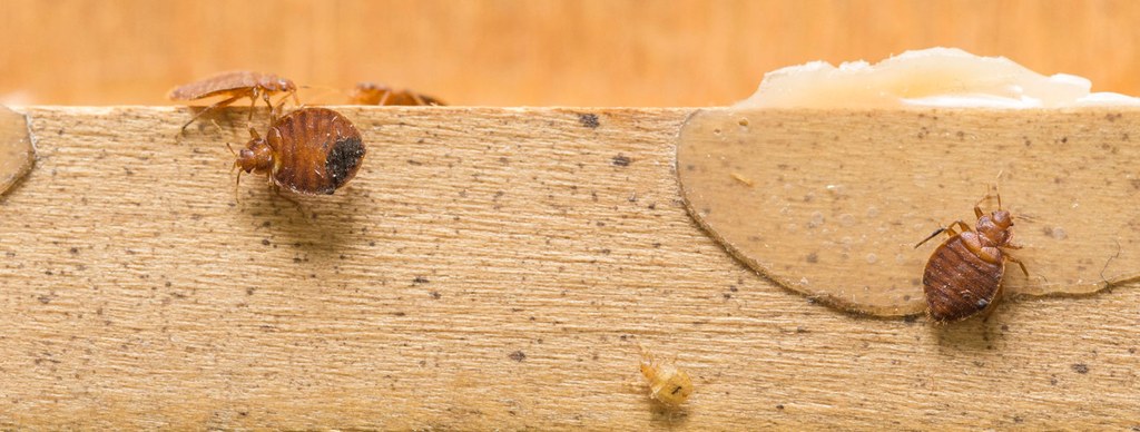 Adult bedbugs