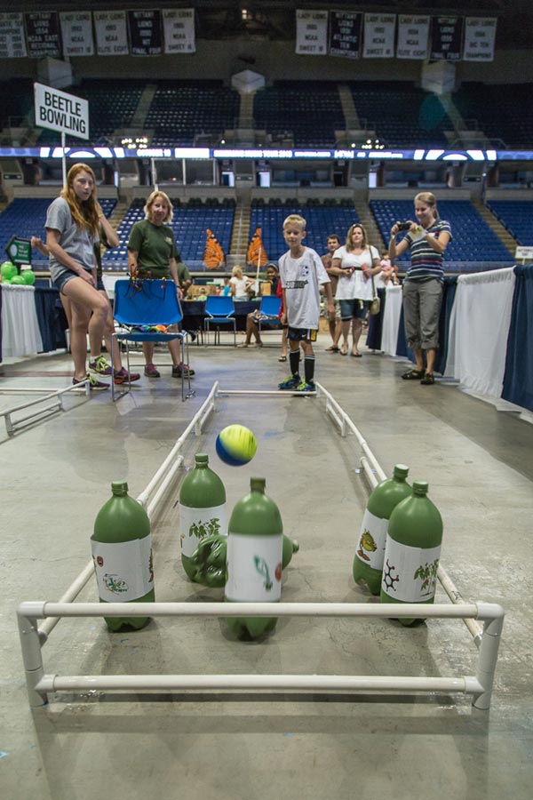 Beetle Bowling at the Great Insect Fair