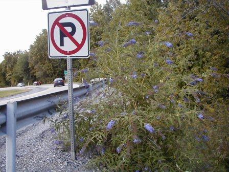 Buddleia image