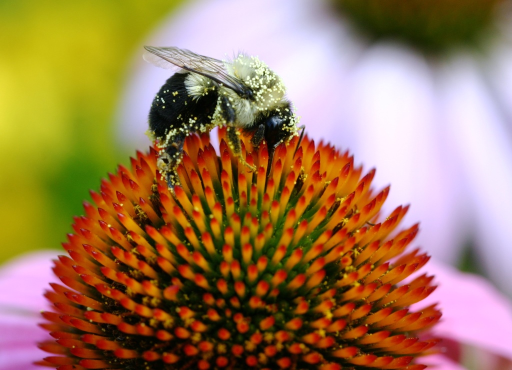 Bumblebee with pollen on Echinacea