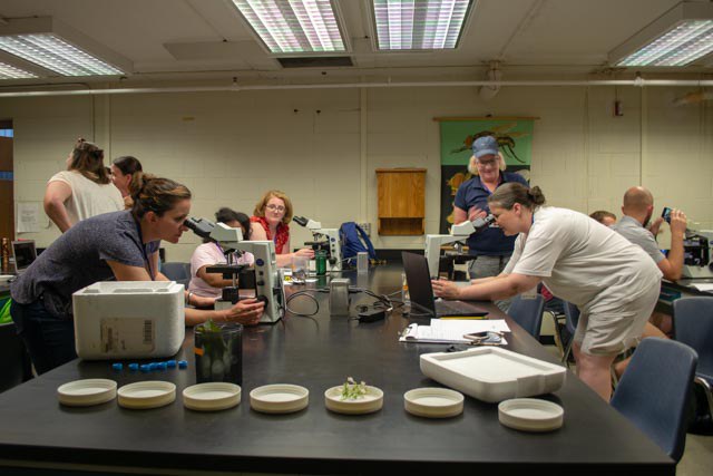 APPL-Red 2019 participants using microscopes to determine pollen collected from pollinators and accompanying plant. 
