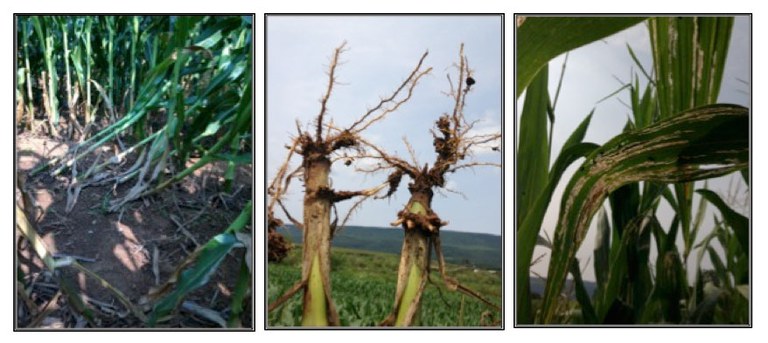 Corn rootworms suspected of resistance