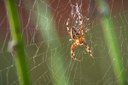 Cross Orbweaver