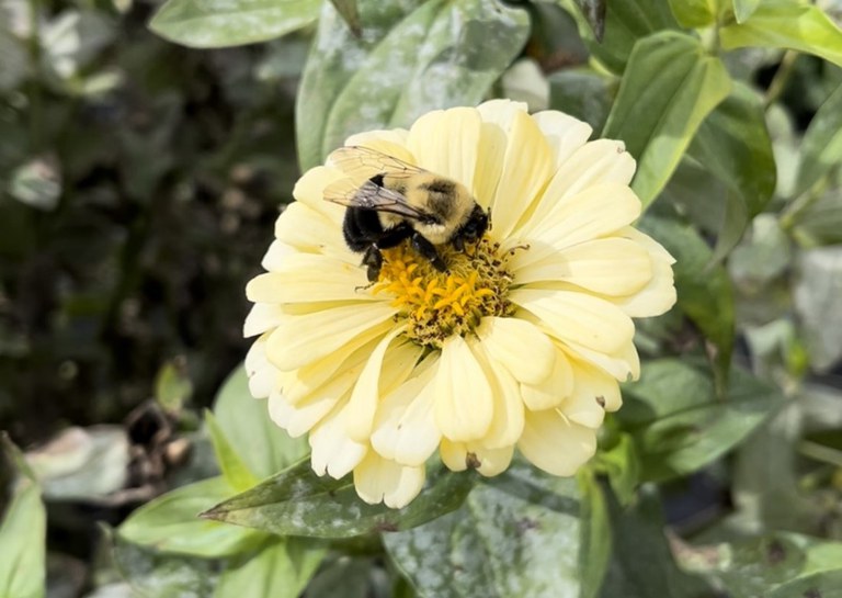 A bumble bee queen feeds from a flower at Rooted Farmstead in Bellefonte, PA