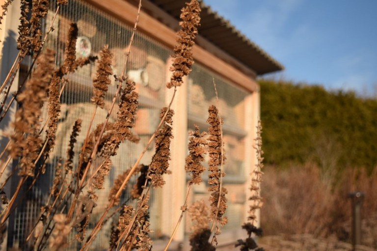 Three bee hotels can be found in the Pollinator and Bird Garden.