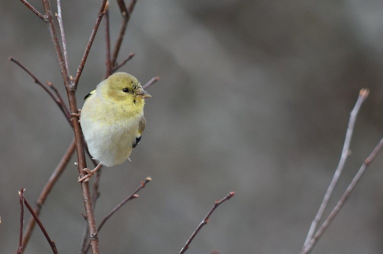 Listen for the ‘po-ta-to-chip’ flight calls of the American Goldfinch