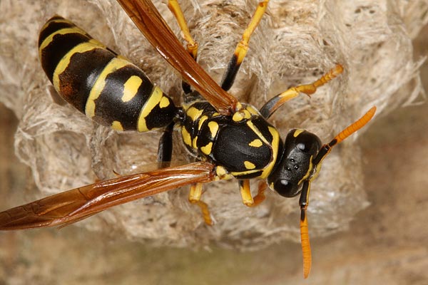 European Paper Wasp image 1