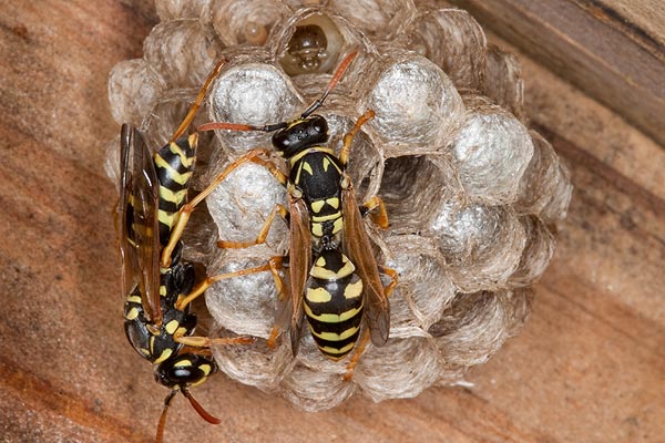 European Paper Wasp image 2