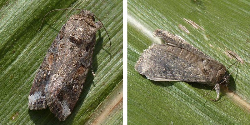 Fall Armyworm 23