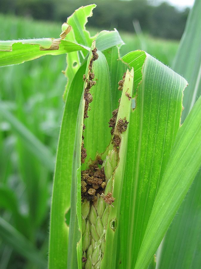 Fall Armyworm 5