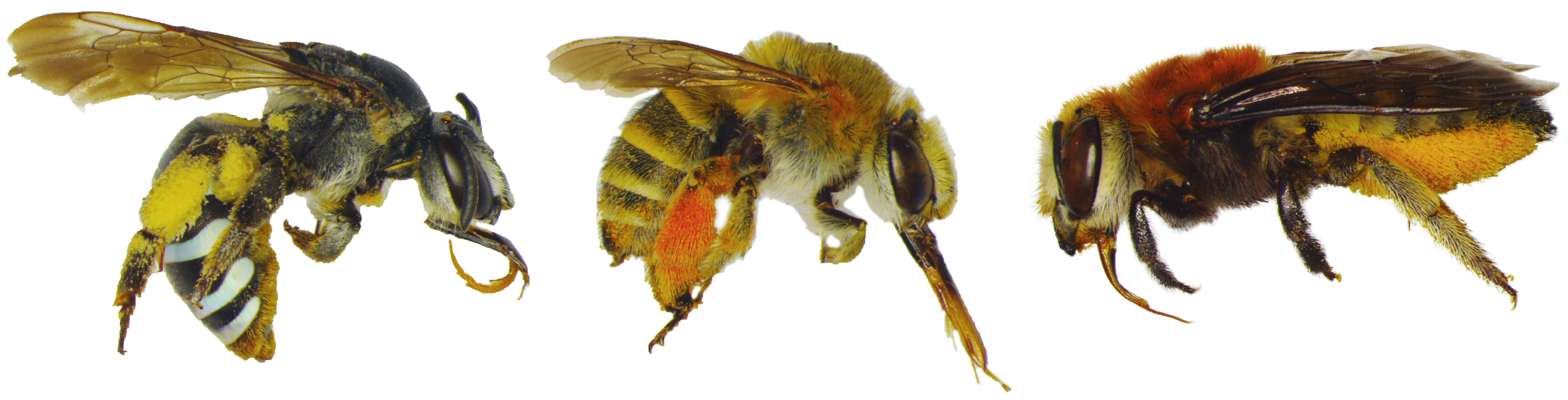 Females of most bee species have specialized pollen collecting hairs on their legs or underneath their abdomen to carry pollen from flowers to their nest. The different pollen species (note the different colors) collected by these bee species likely differ in protein:lipid ratios (P:L) that they are adapted to eat. Bee species: L - Nomia amabilis collected on Rafnia elliptica; M – Megchile discolor collected on Acacia karoo and Grewia robusta; R – Amegilla aspergina collected on Morea inclanata. Photos by Anthony Vaudo