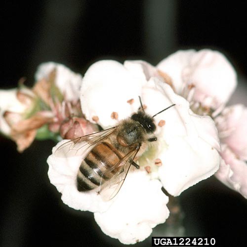 future honey bee