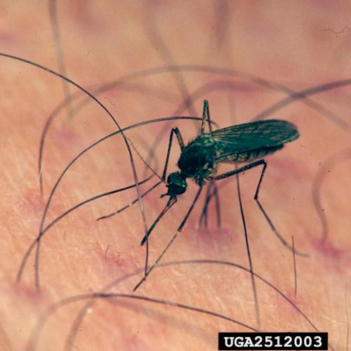 future Mosquito