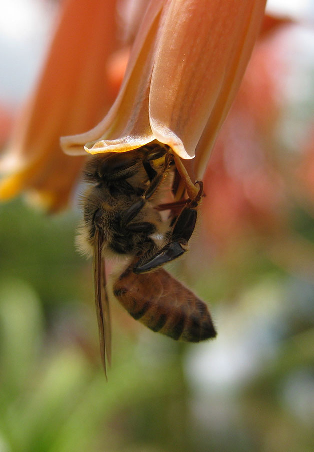 Honeybee2