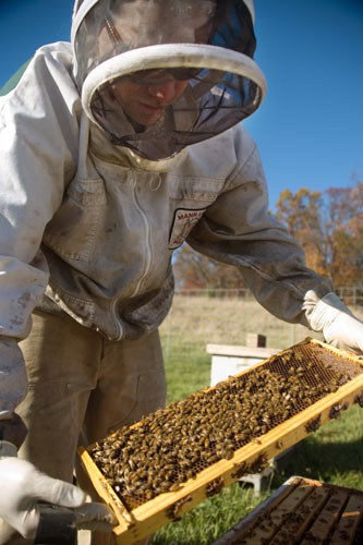 Bee Keeper with Tray