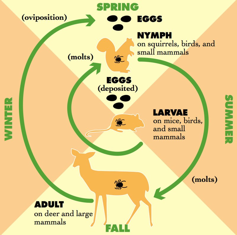 Lyme Disease Life Cycle