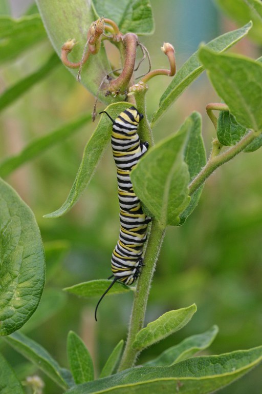 Monarch caterpillar on Asclepias tuberosa