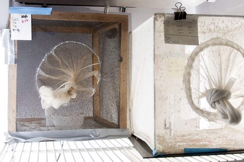 Mosquito Cages