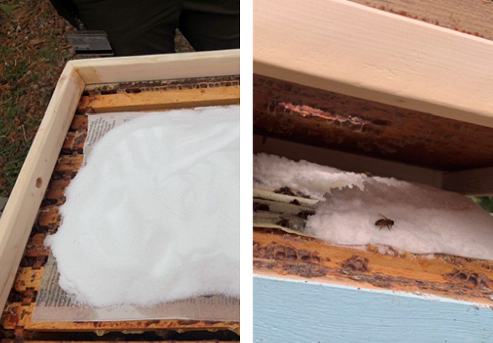 This figure shows the Mountain Camp method of providing supplemental sugar before (left) and after (right) bees have fed on it.