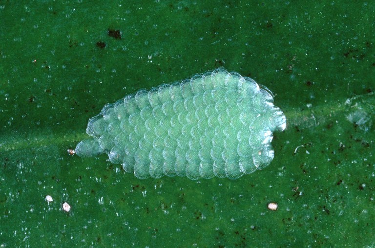 omnivorous leafroller egg mass