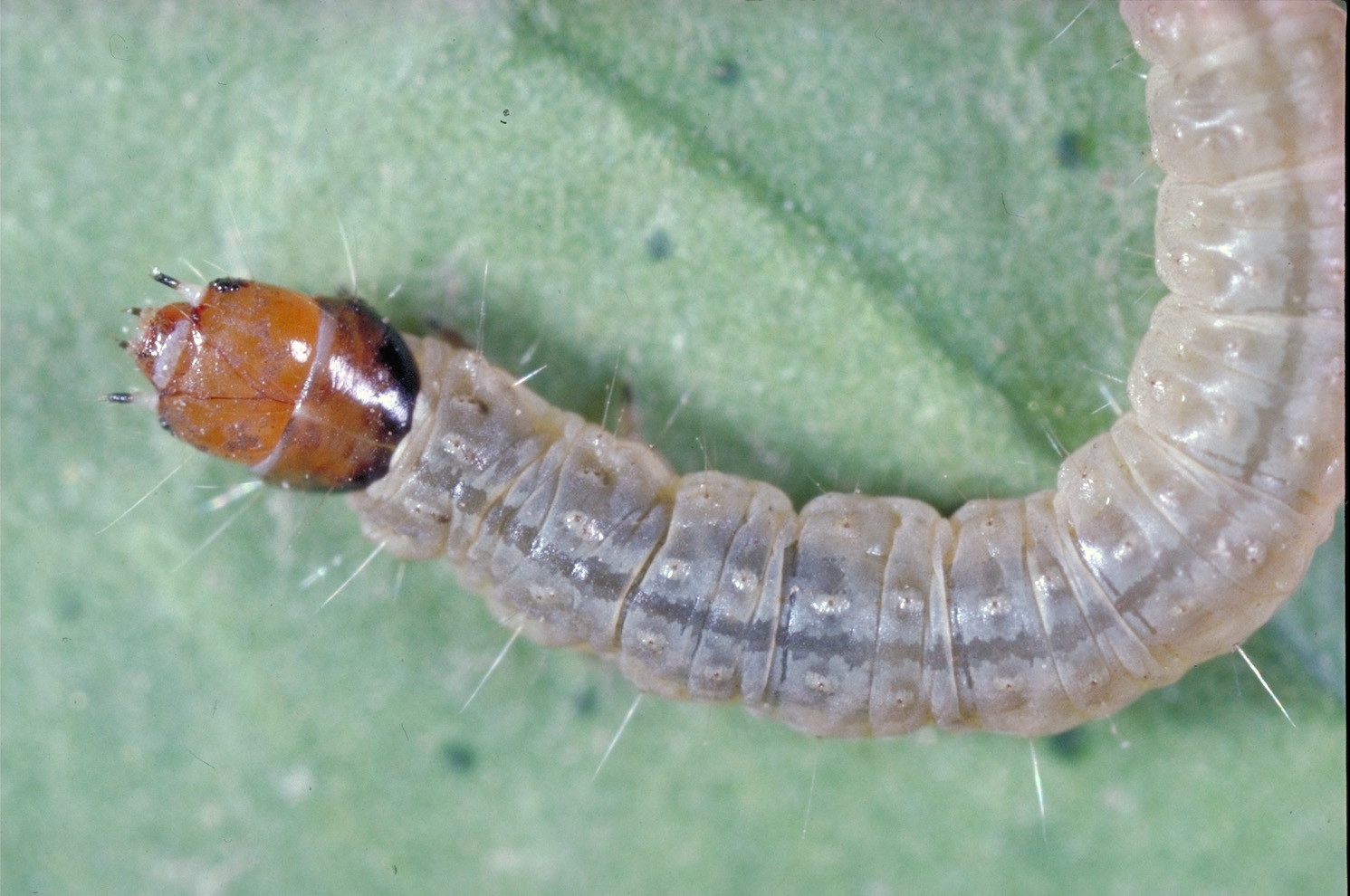 omnivorous leafroller larva