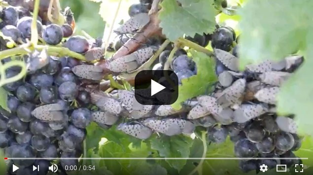SLF on grapes