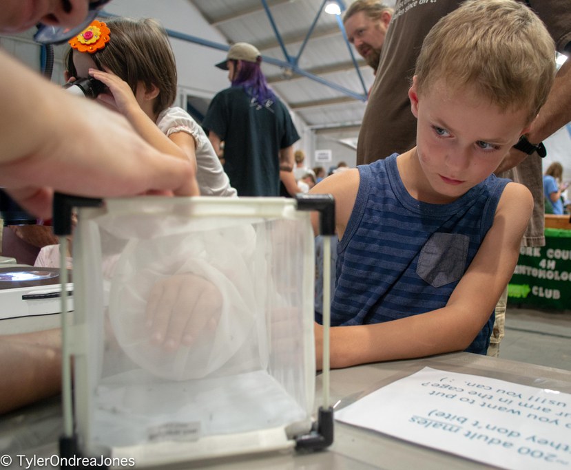 Young Great Insect Fair participant tests whether male mosquitoes really don’t bite. Spoiler Alert: they do not.