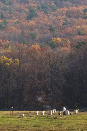Wide View of Bee Keeper
