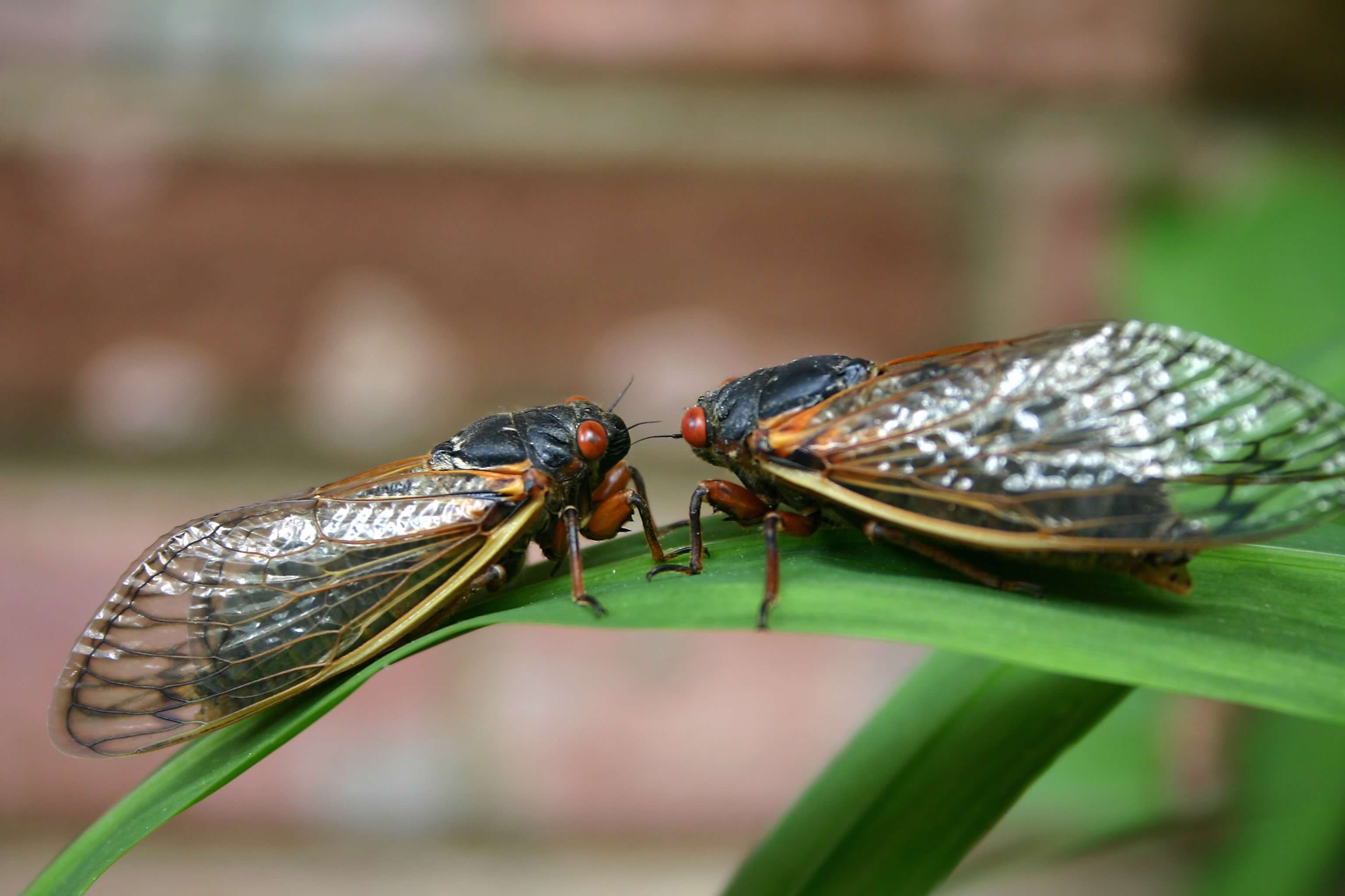All you need to know about the Brood X Periodical Cicada in new Penn