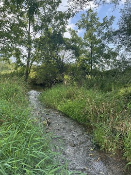 Photographed is Halfmoon Creek a 2nd order stream in Centre County. (Not included in the study – for size reference.)
